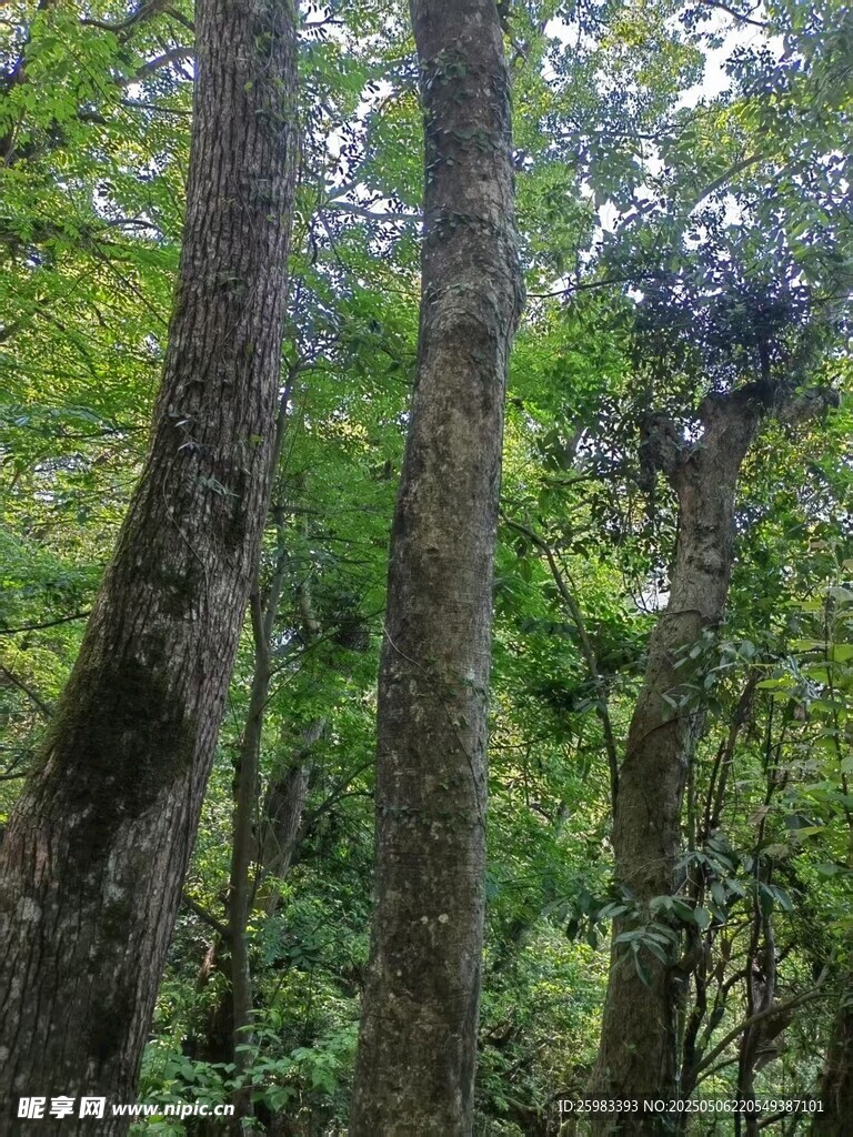 古树