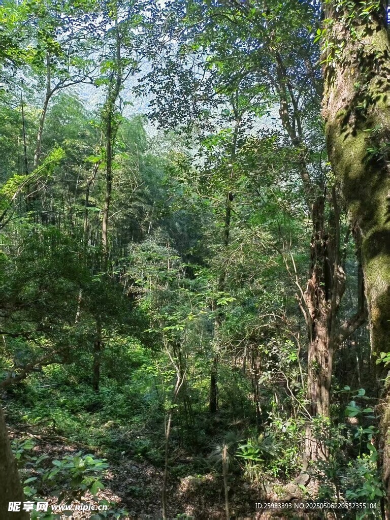 古树