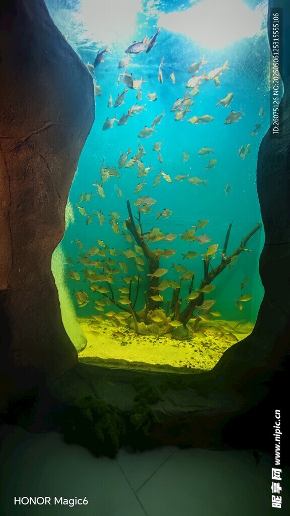 水族观赏鱼