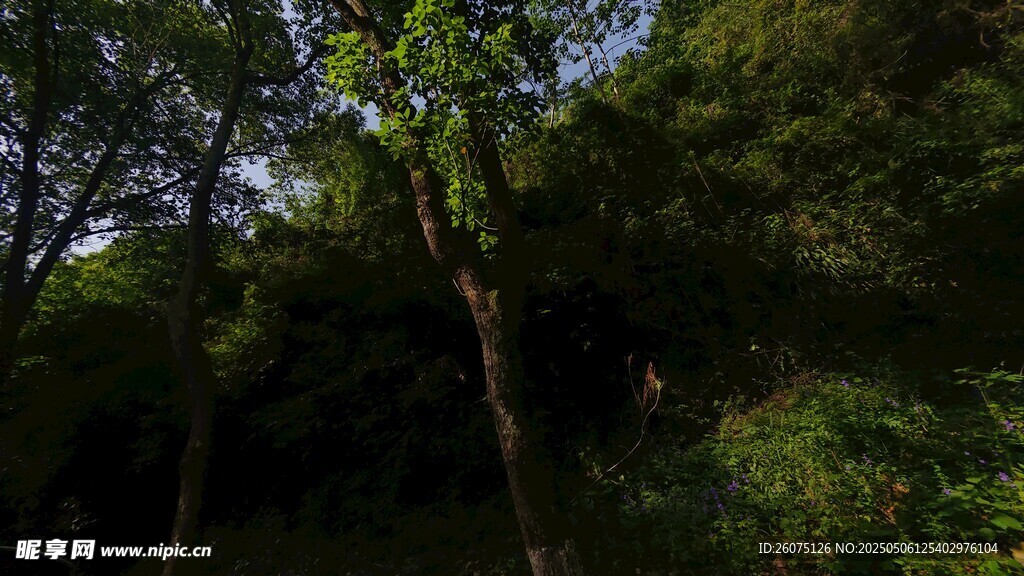 深山老林