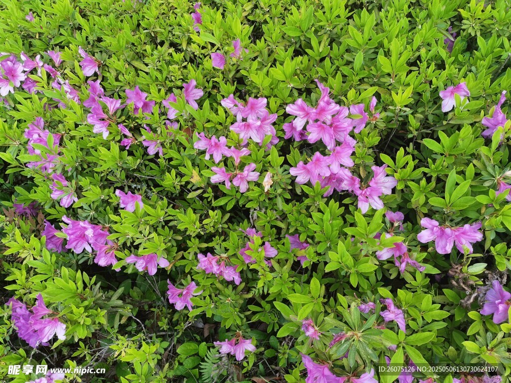 紫色小花