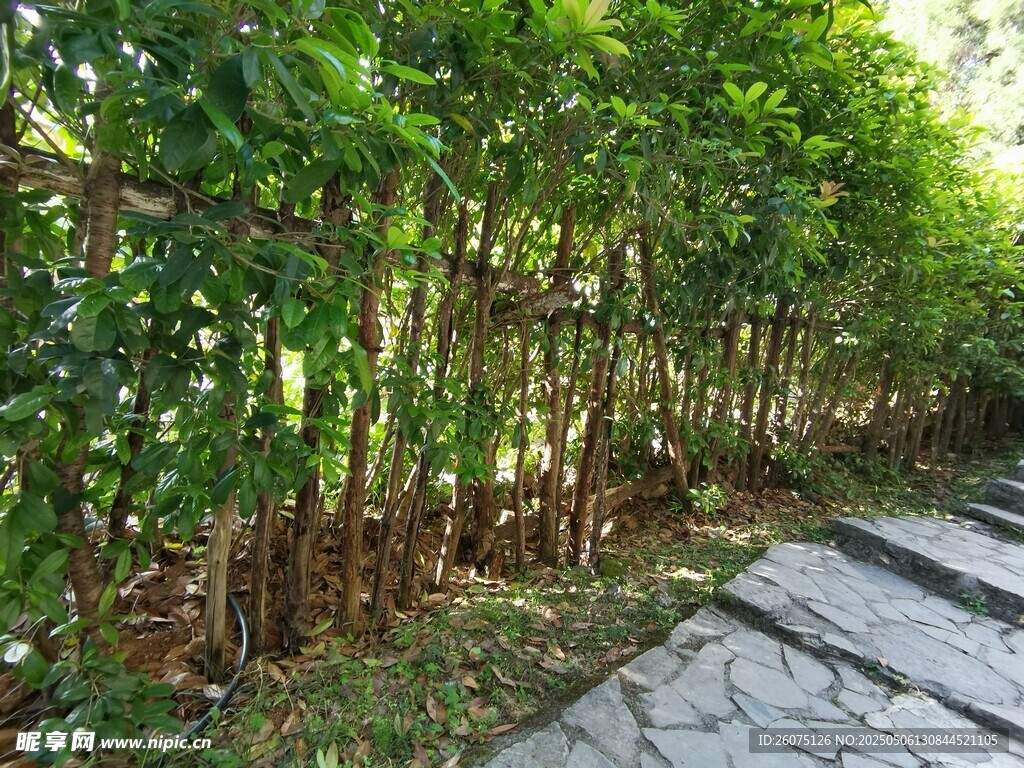 绿荫小道