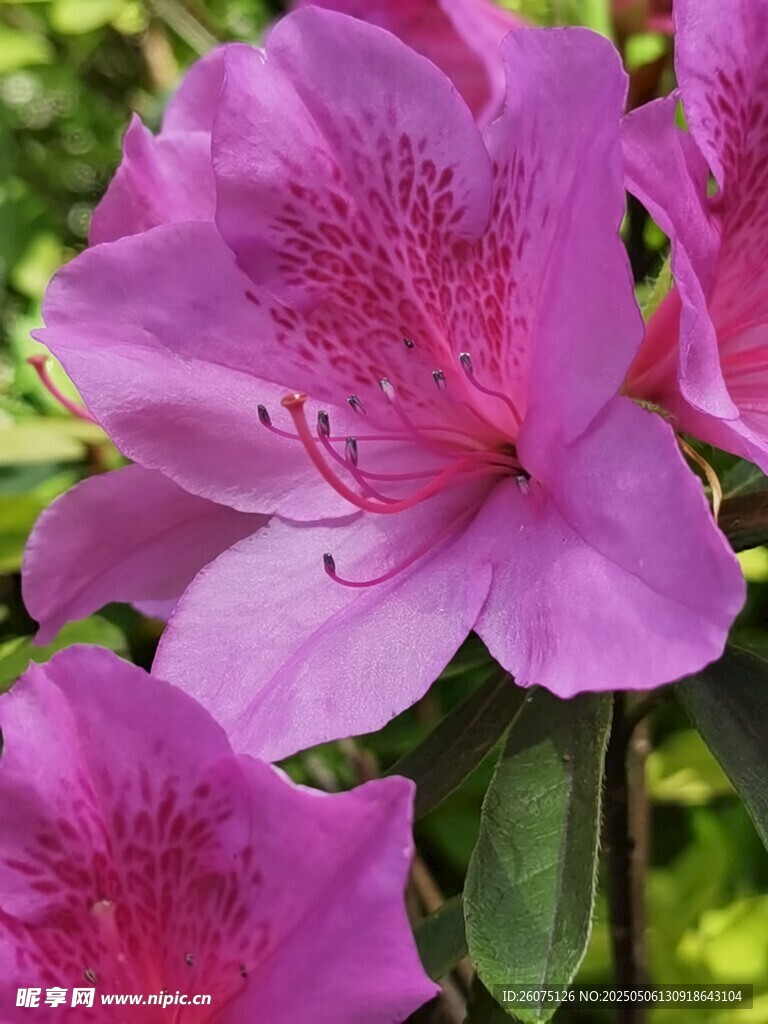 杜鹃花