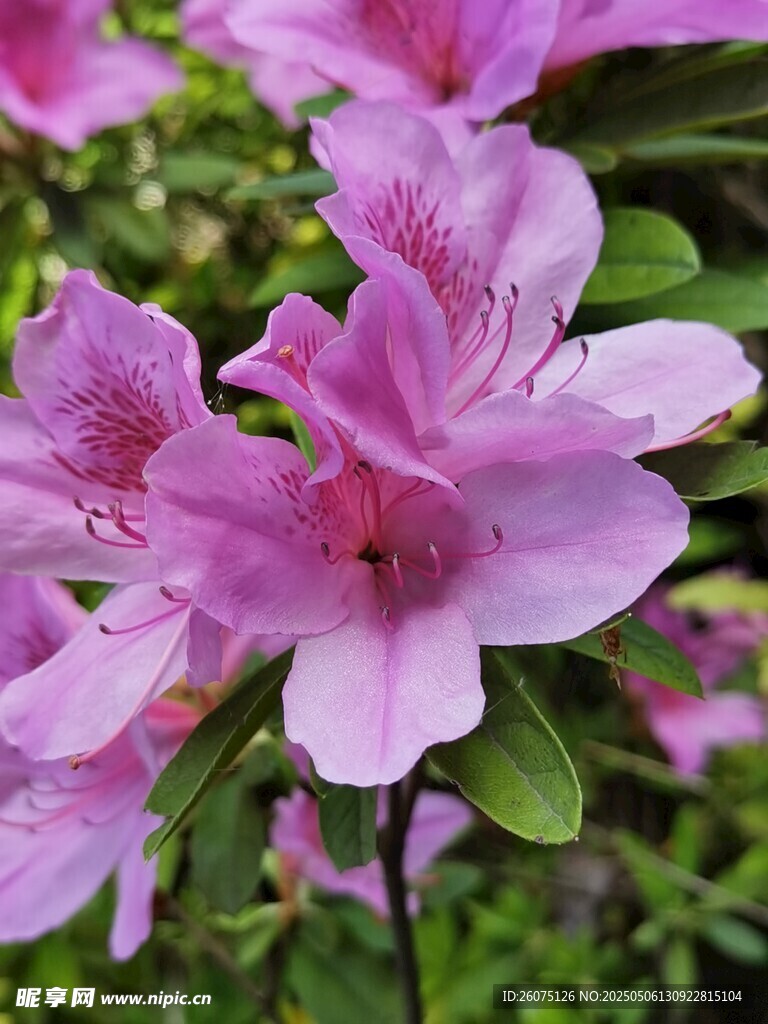 杜鹃花