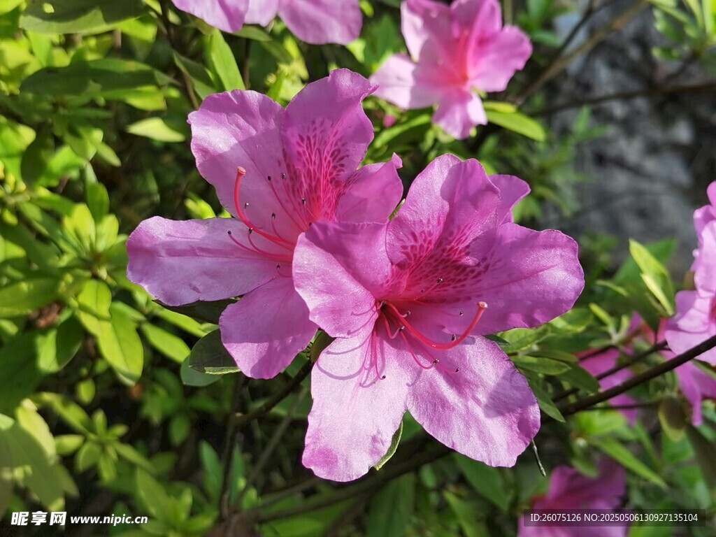 杜鹃花