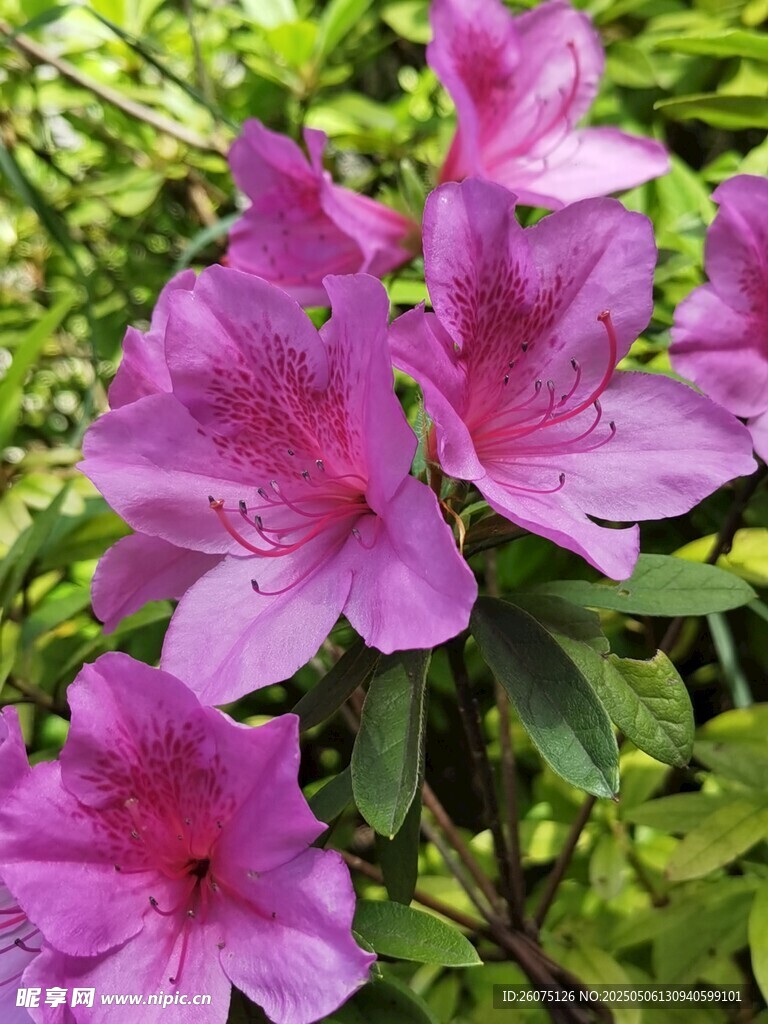 紫杜鹃