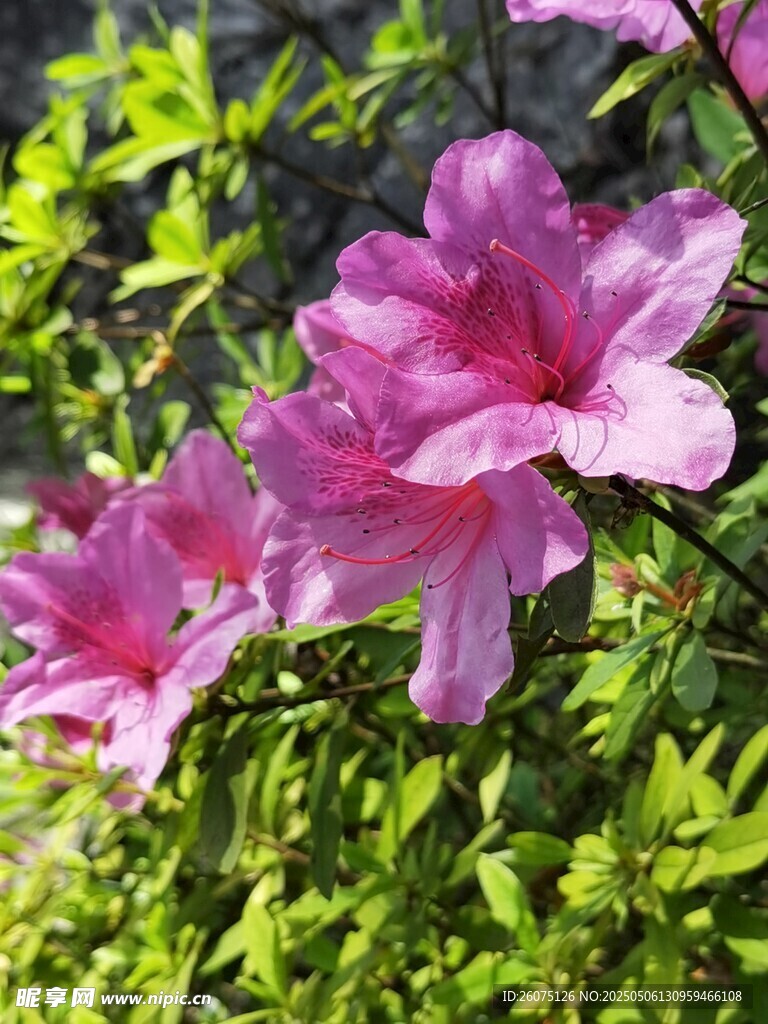 杜鹃花