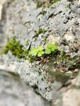 石壁苔藓