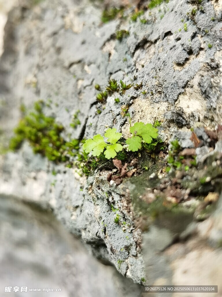 石壁苔藓