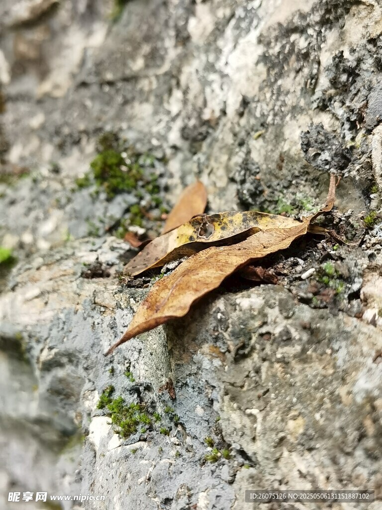 枯叶