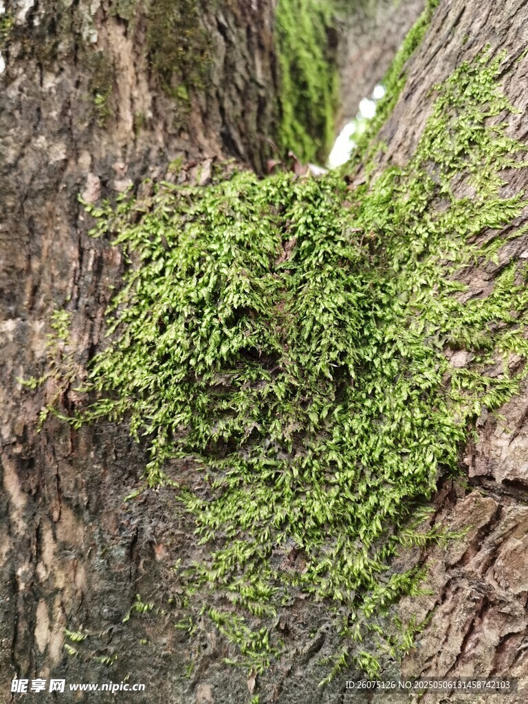 青苔
