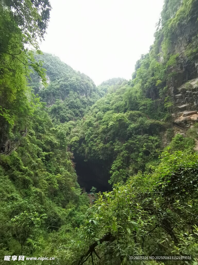 山林植被