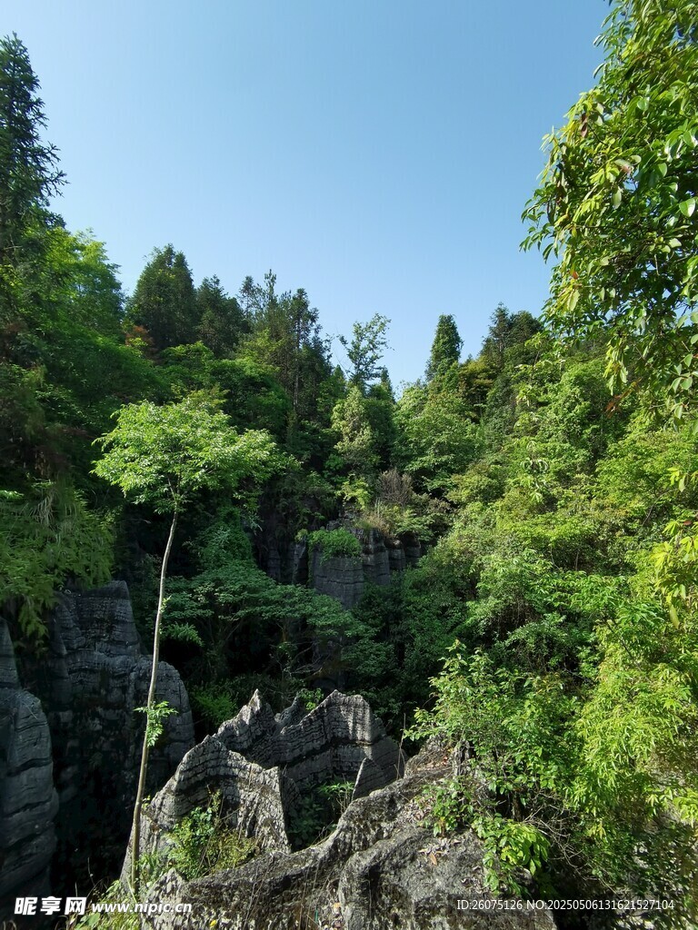 山林