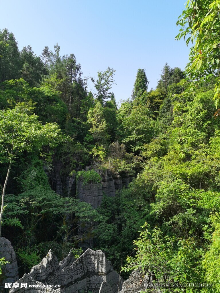 山林