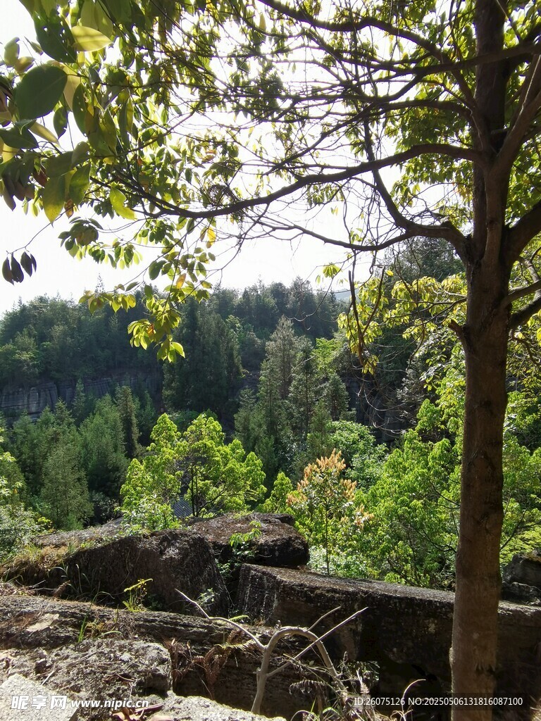 山林