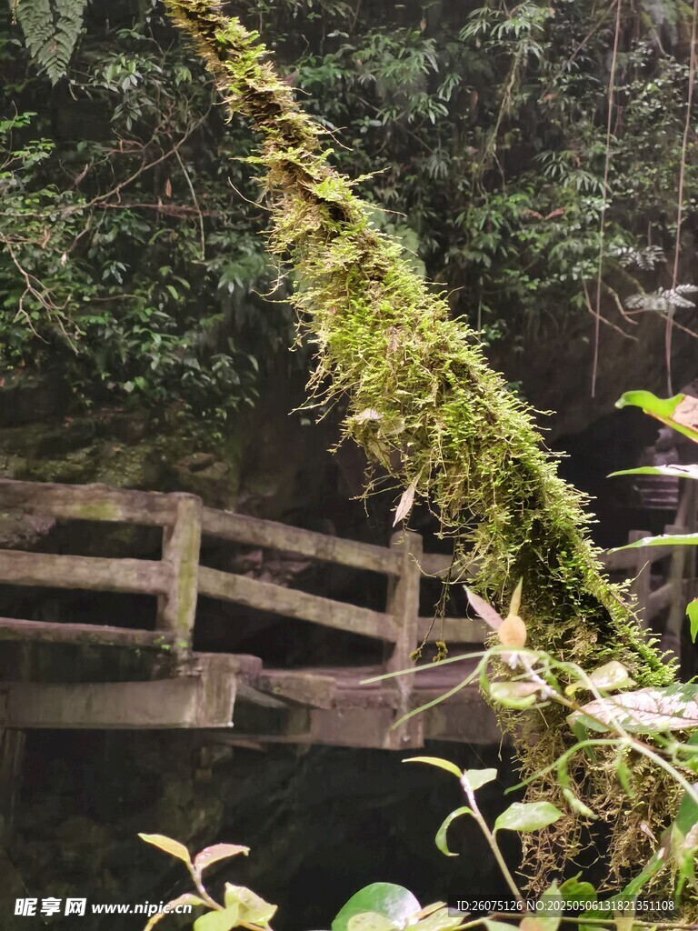  青苔