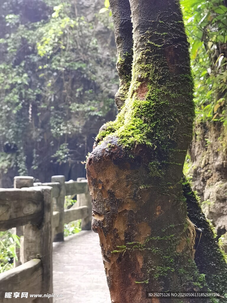 树干
