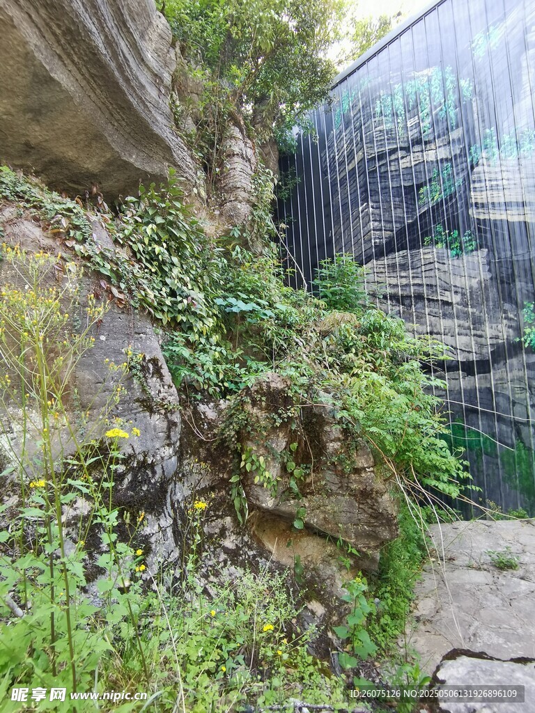 石缝
