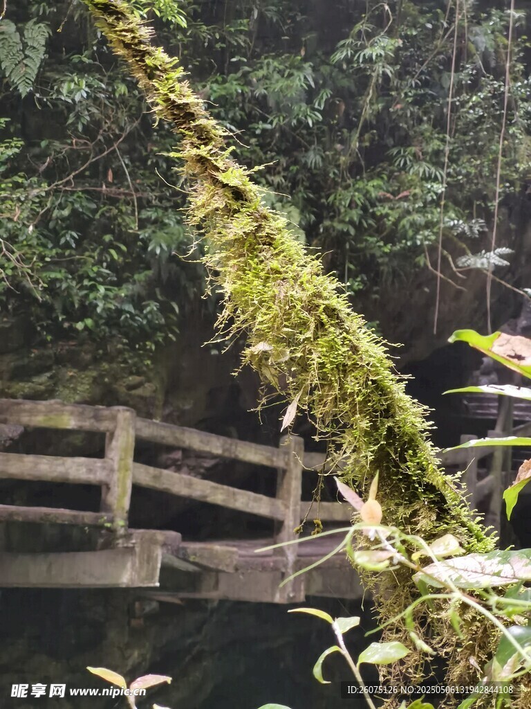 藤蔓苔藓