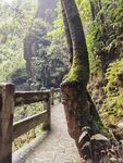 深山老林