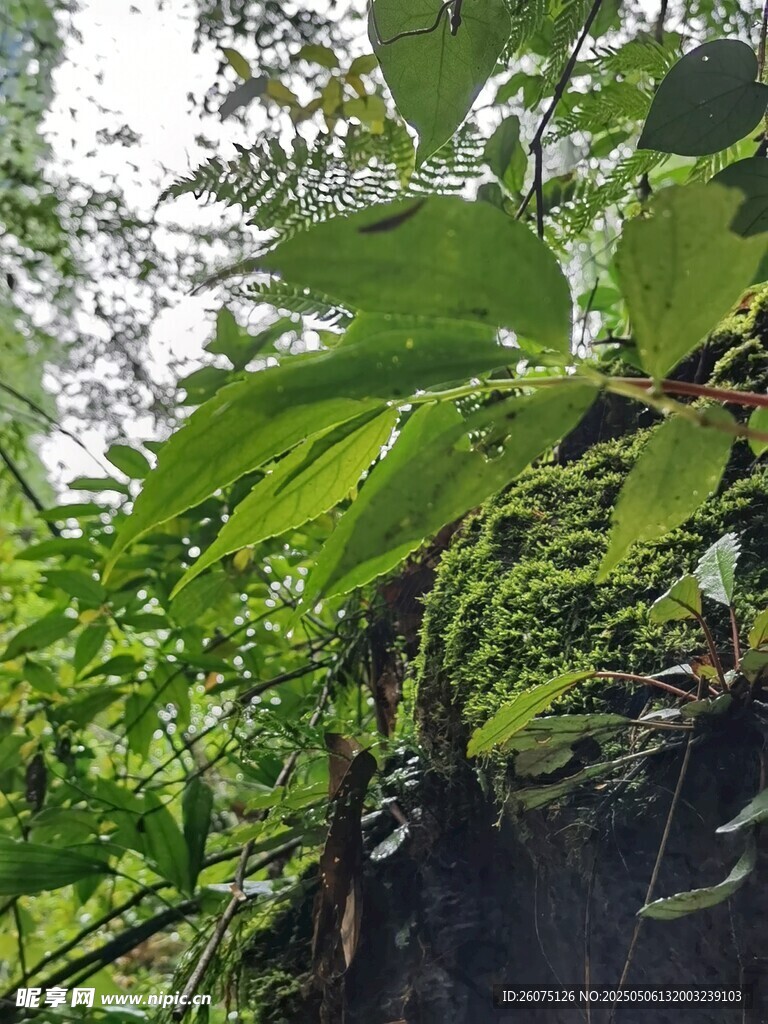 丛林