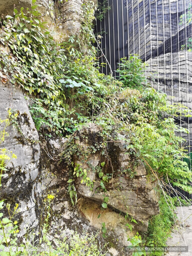 石缝绿植