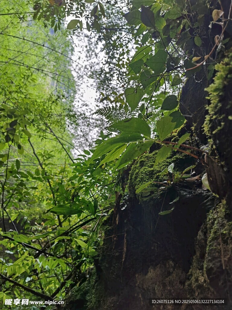 山林