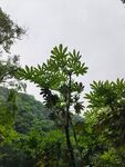 仰拍绿植