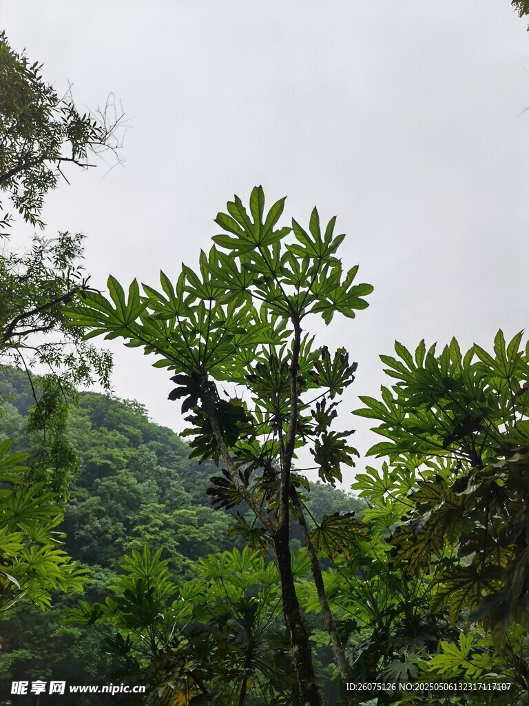仰拍绿植