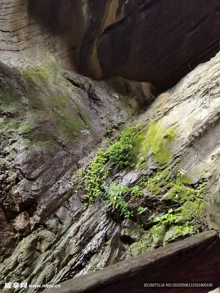崖壁苔藓