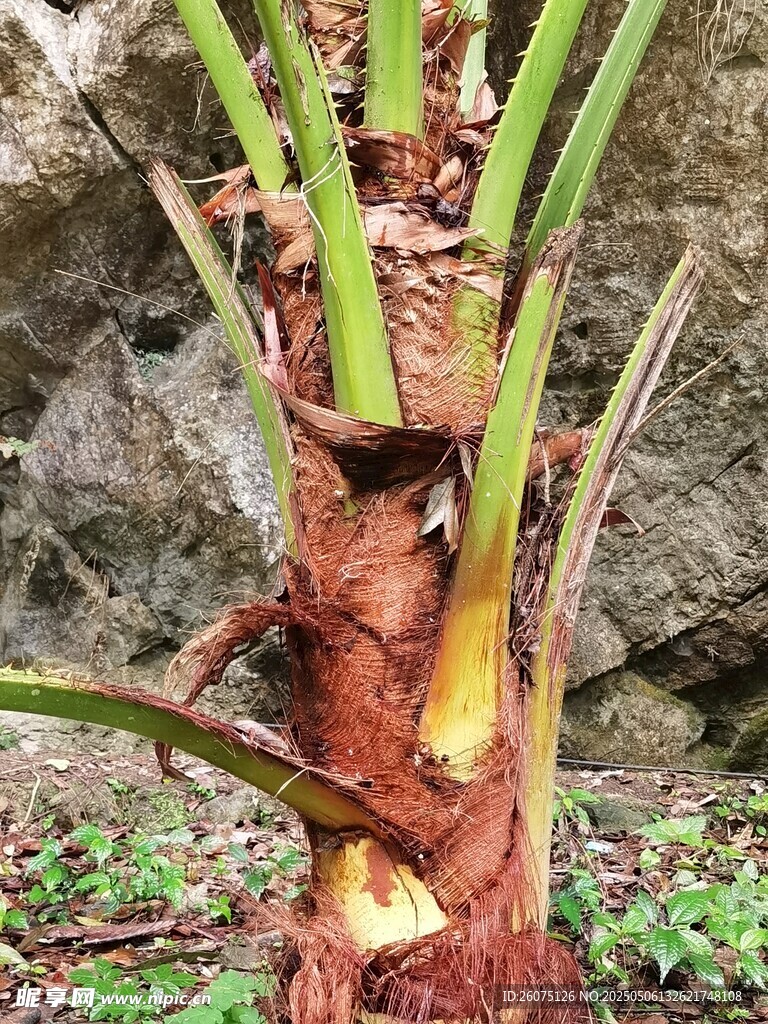 棕榈树