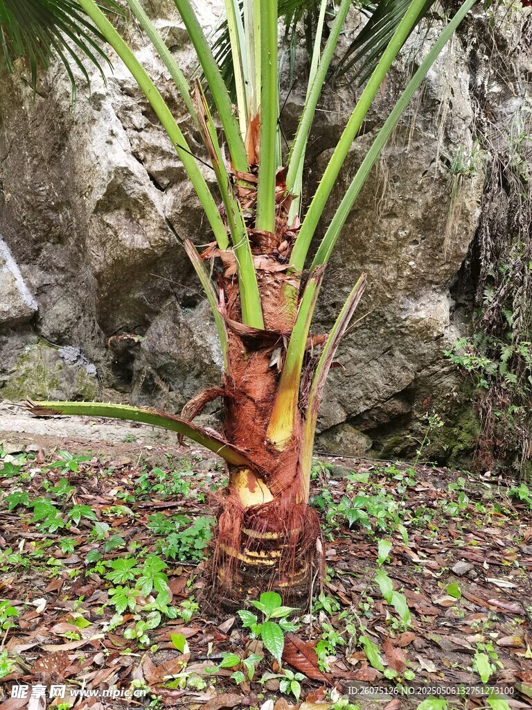 棕榈树