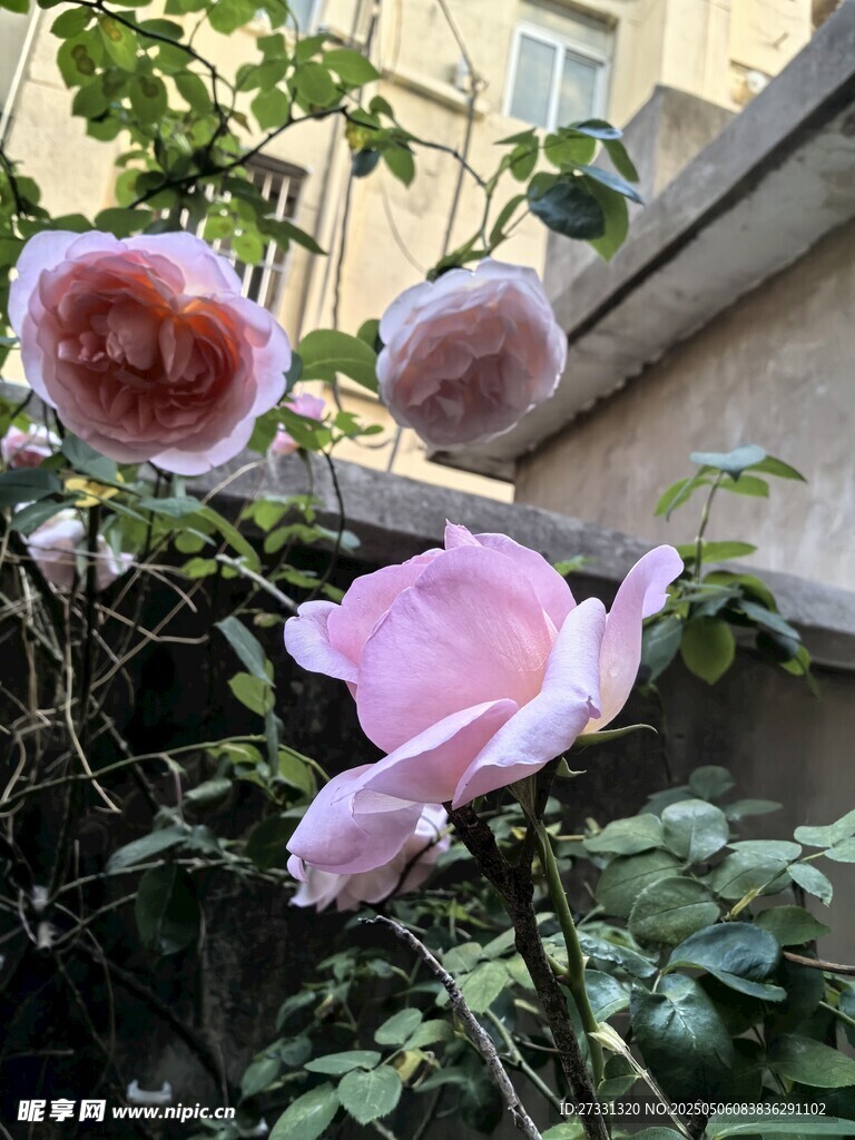 娇艳绽放的粉色月季花