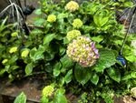 绣球花绽放于绿植间