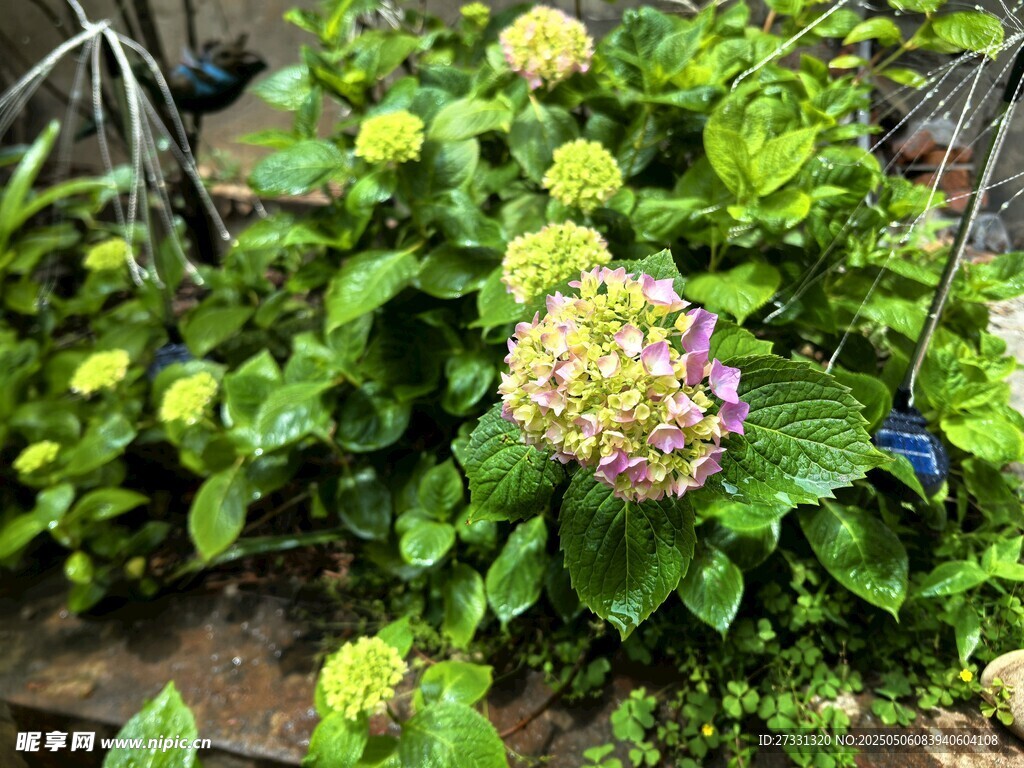 绣球花绽放于绿植间