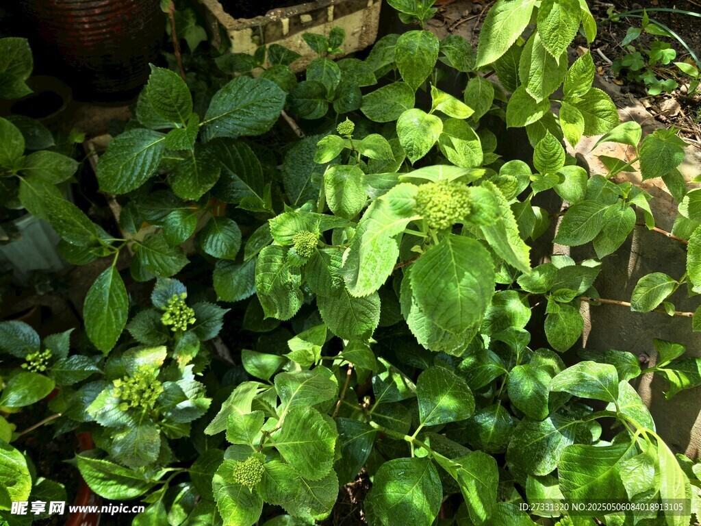 翠绿繁茂的生机植物