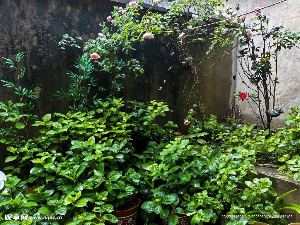 墙角绿植生机盎然