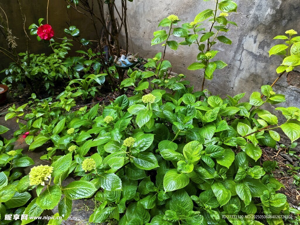 绿叶繁茂的庭院植物景观