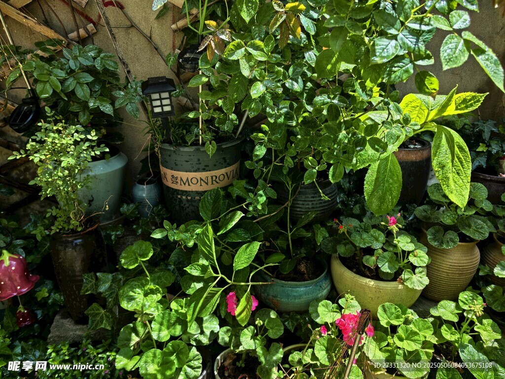 室内绿植盆栽景观