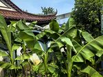中式庭院中的繁茂芭蕉树