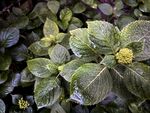 绣球花
