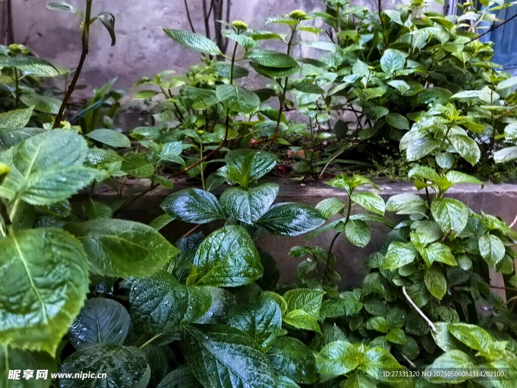 绿叶繁茂的植物景观