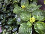 绣球花