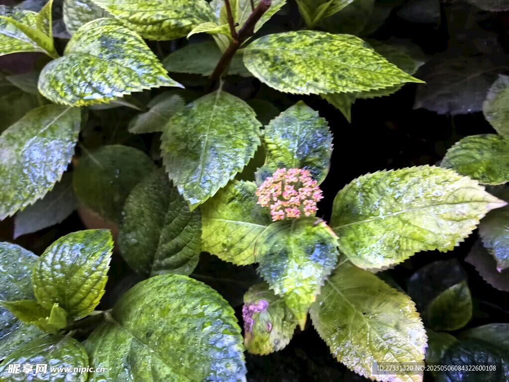 绣球花
