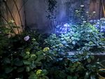 花园中的梦幻光影植物