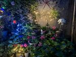 梦幻花园夜景花卉灯光秀