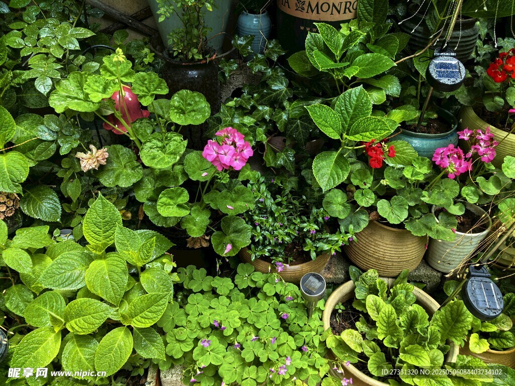 花园绿植与多彩花卉景观