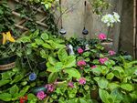 多彩庭院花卉绿植景观
