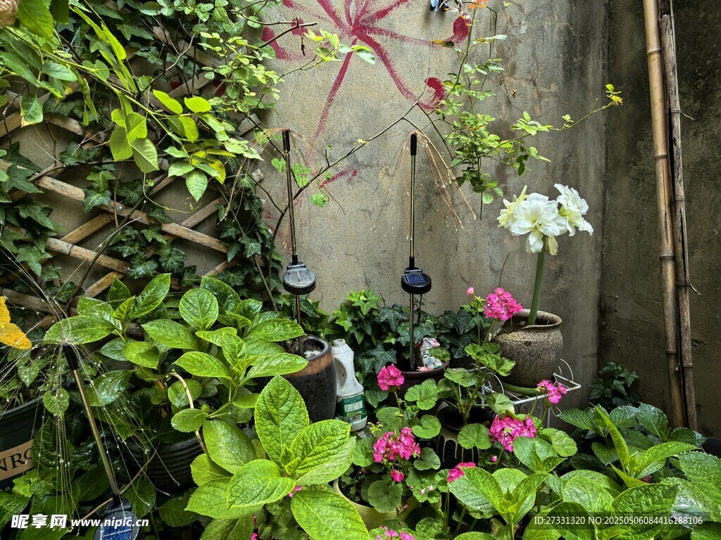 庭院角落的多彩花卉绿植