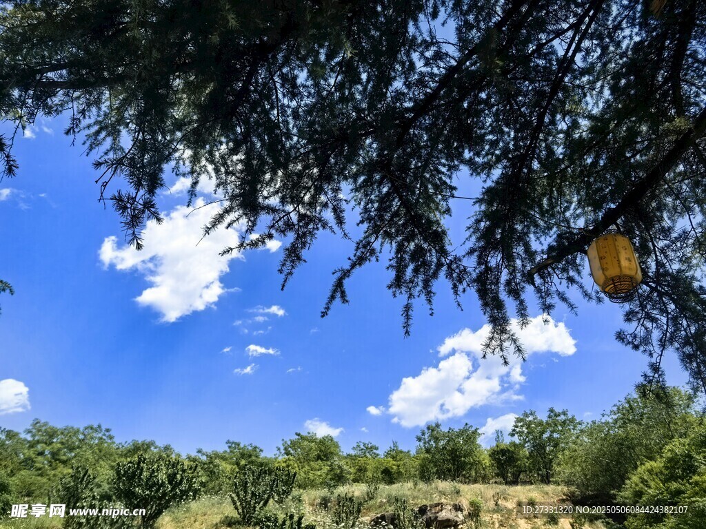 树下望蓝天绿野好风光
